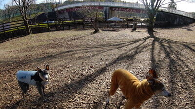 ロゴスランドドッグラン (19)