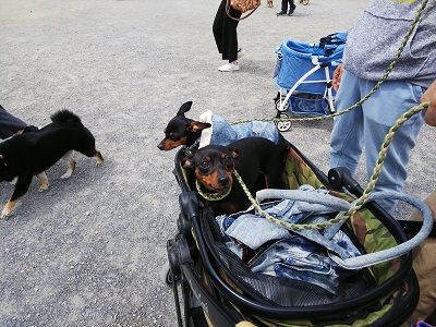 パートナードッグカーニバル6