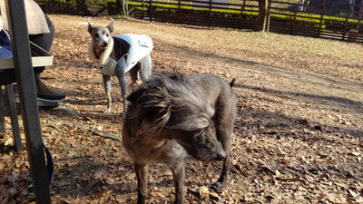 ロゴスランドドッグラン (18)