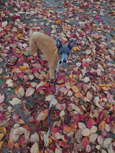 イタリアングレーハウンド4