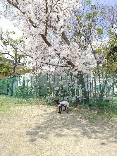 尼テクラストラン14