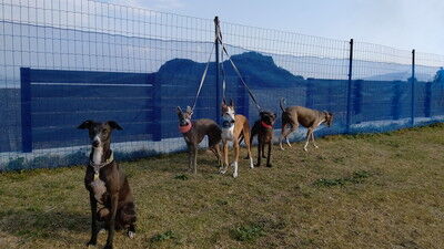 海の見えるラン_WistariaFieldDogRun (3)