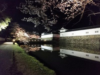 彦根城桜イタグレ9