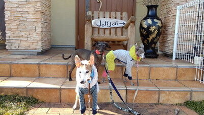 dogcafe_jolijoli (2)