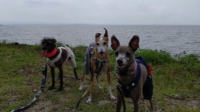琵琶湖高島イタグレ (4)