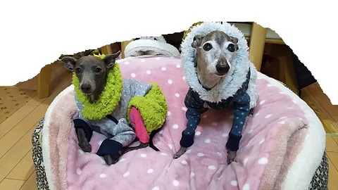 イタグレ服_アル_こまり2