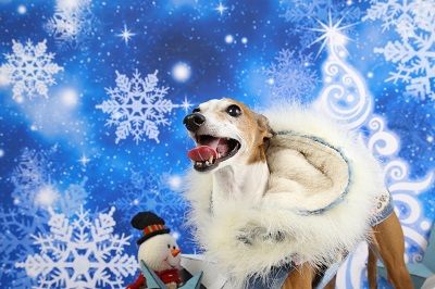 イタグレクリスマス4