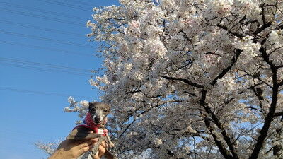 花園中央公園イタグレ8