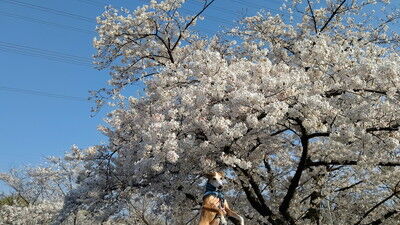 花園中央公園イタグレ9