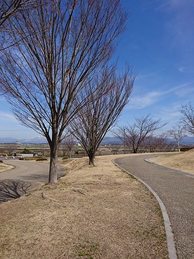 イタグレ散歩1