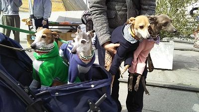 わんわんマルシェ3