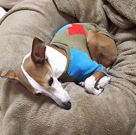 イタグレ_ジェイ_JAY1