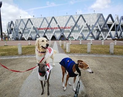 ラグビー日本代表公式ジャージ犬用1