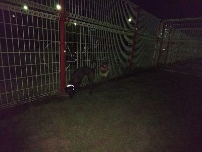 ナイトラン2
