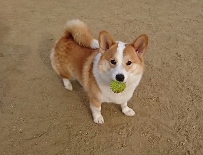花園ラグビー場3