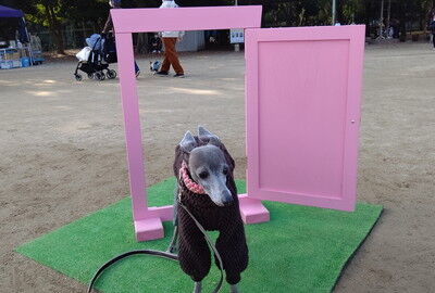 わんにゃんマルシェ住之江公園 (18)