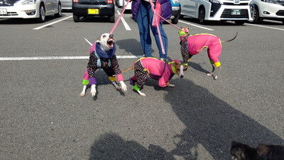 海ふれイタグレあすききなここもち
