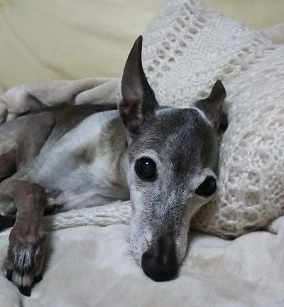 アル_白内障進行防止1