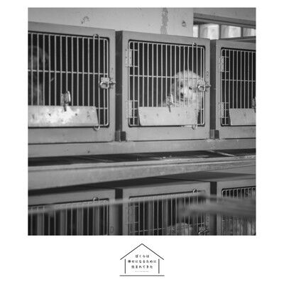僕らは幸せになるために生まれてきた (13)
