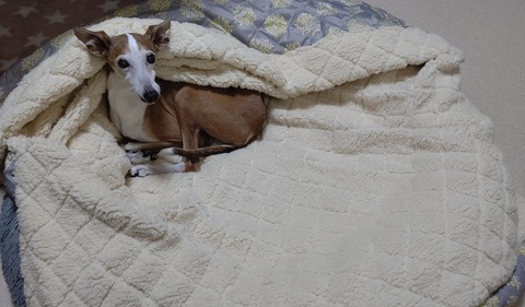 コストコベッドカバー (1)