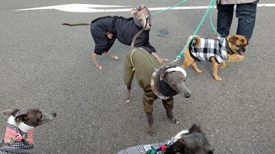 海ふれイタグレコナベガセドナ