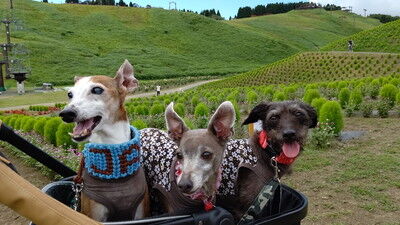 びわこ函館山 (4)