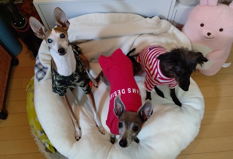 ビームスデザイン犬服イタグレ (7)