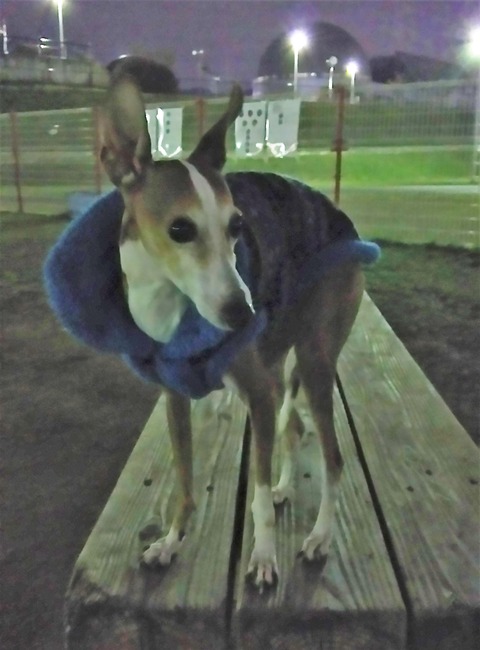 花園ドッグラン_アンケート11