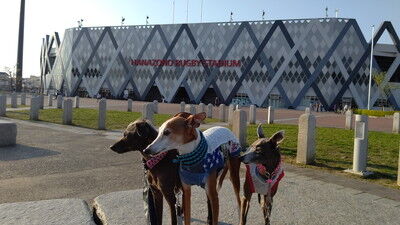 花園ラグビー場イタグレ