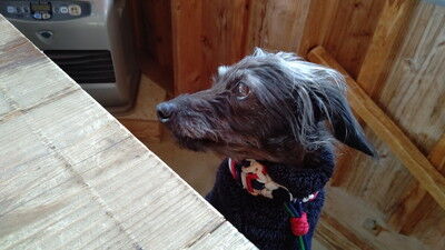 森のラッキーガーデン犬 (8)