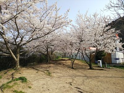 岸和田SAドッグラン桜満開4