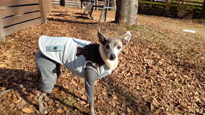 ロゴスランドドッグラン (17)