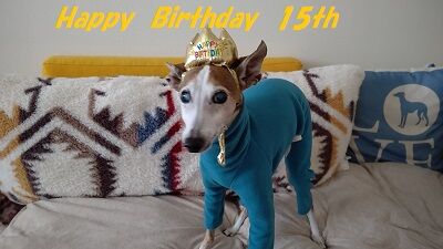 イタグレジェイ15歳誕生日 (1)