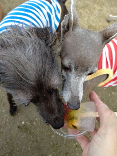 犬のアイス (11)