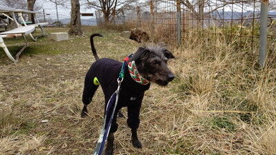 森のラッキーガーデン犬 (1)