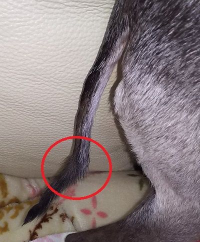 アル 骨折してるやん こまりーーーーーんこ