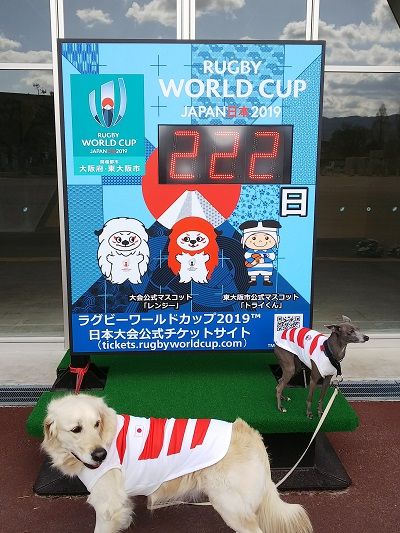 ラグビー日本代表公式ジャージ犬用6