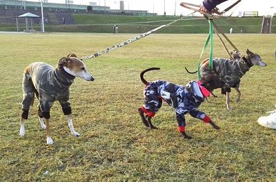 花園ドッグラン4