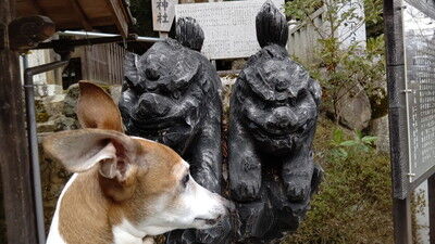 大瀧神社犬上神社 (6)