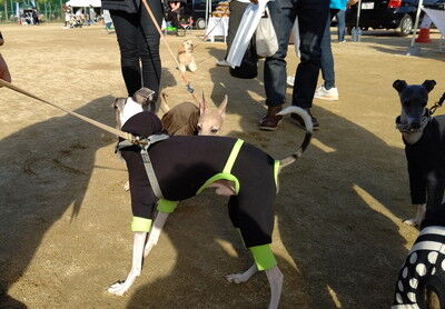 わんにゃんマルシェ住之江公園 (15)
