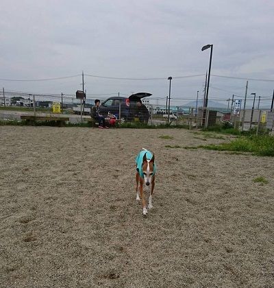 イタグレジェイ