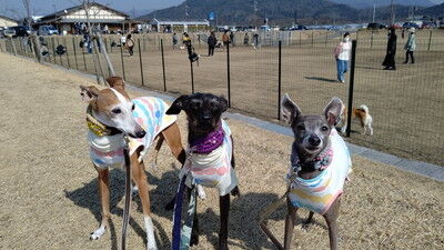 せせらぎの里こうらイタグレ (3)