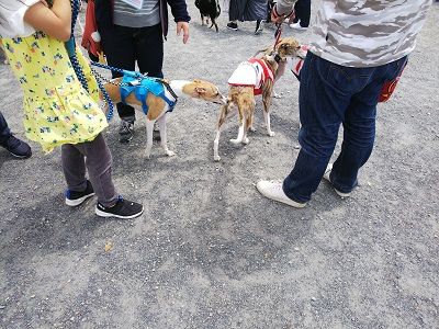 パートナードッグカーニバル19