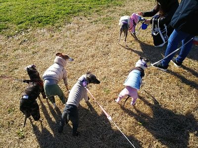 海ふれドッグラン4