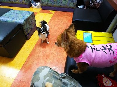 保護犬カフェオンリーわん8