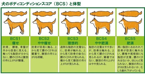 犬BCS