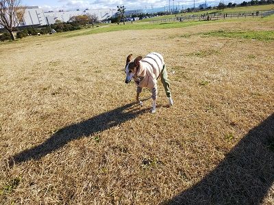 海ふれドッグラン3