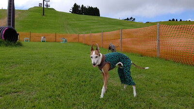 琵琶湖函館山ドッグラン (5)