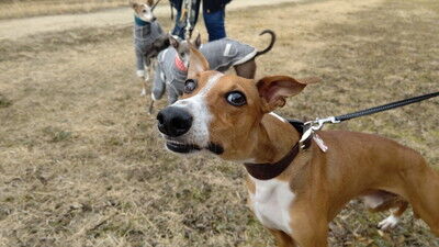 海ふれイタグレペロ (3)