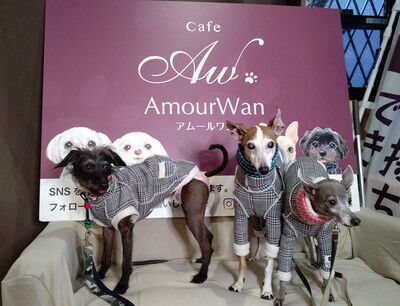 ドッグカフェアムールワン (1)